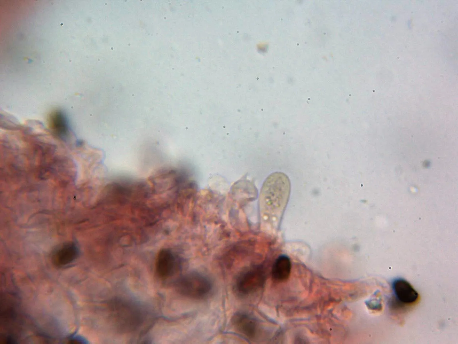Microscopía de Britzelmayria multipedata - 10 - Basidios 1